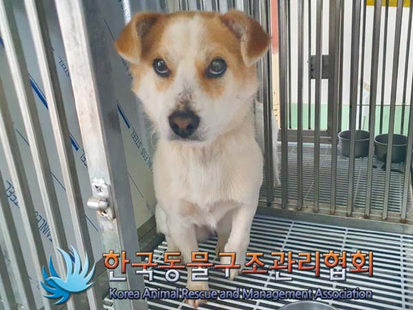 한국동물구조관리협회_441406202400674